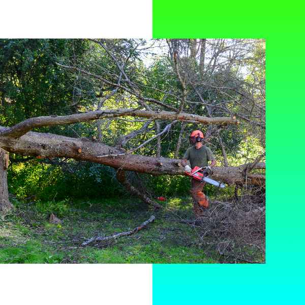 Tree Removal Richland (4).png