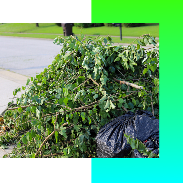 Pile of tree branches.