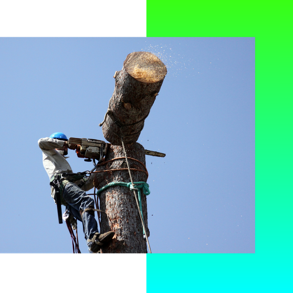 a person cutting off the top of a tree Tree Removal Kalamazoo (4).png