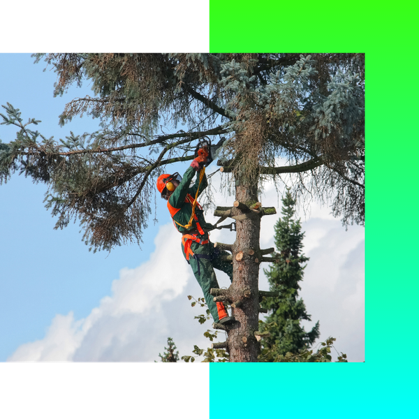 Trimming a tree branch