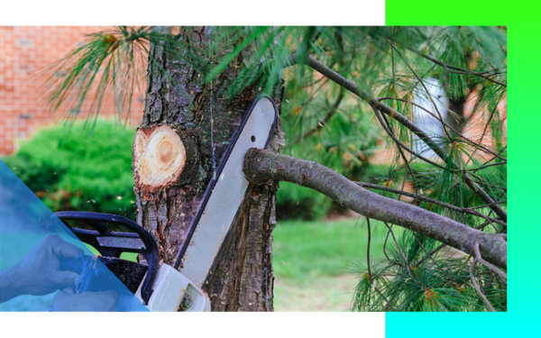 image of tree trimming