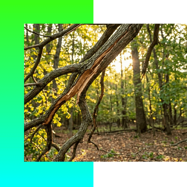 Storm Damage Tree Removal Battle Creek MI PB Image 3.png