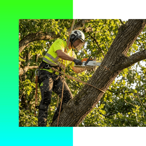 Tree Removal Battle Creek MI PB Image 1.png