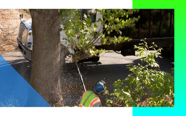image of tree trimming