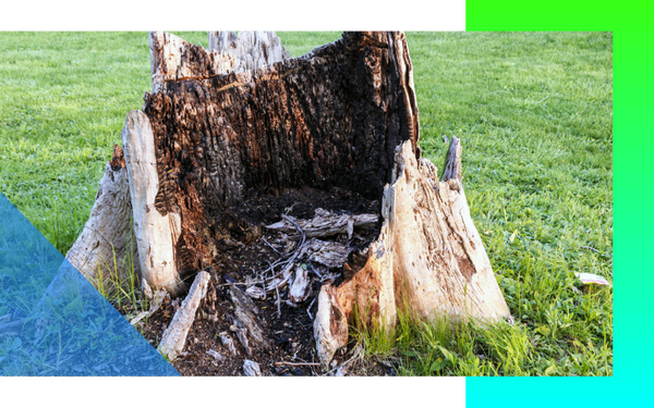 image of a stump decomposing