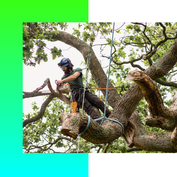 Commercial Tree Removal image1 (2).png