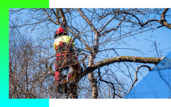 image of tree trimming