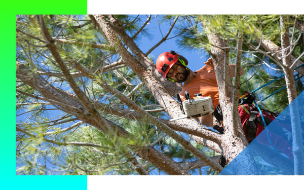 image of tree trimming
