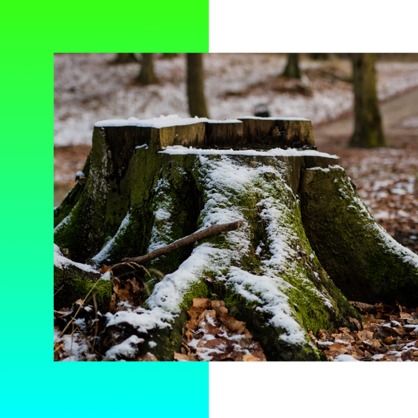 a stump with a dusting of snow Tree Removal Kalamazoo (3).png