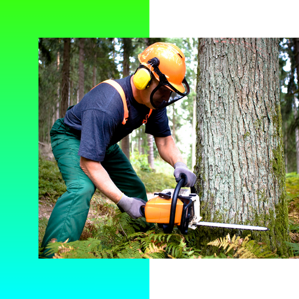 Tree Removal Richland (2).png
