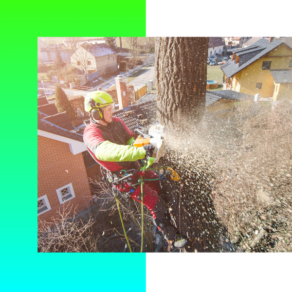 a person cutting a tree with a chainsaw Tree Removal Kalamazoo.png