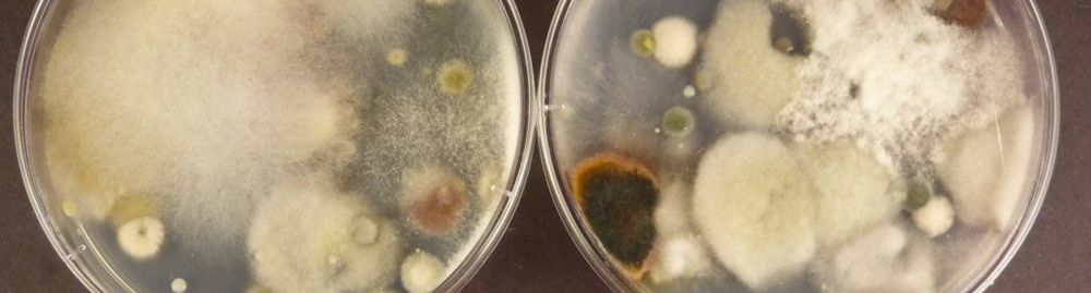 Image of mold