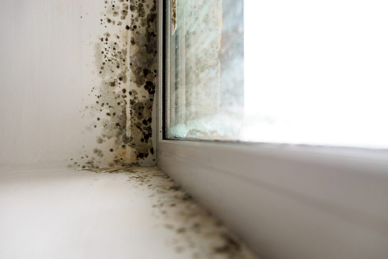 What to Do If You Find Black Mold in Your Home
