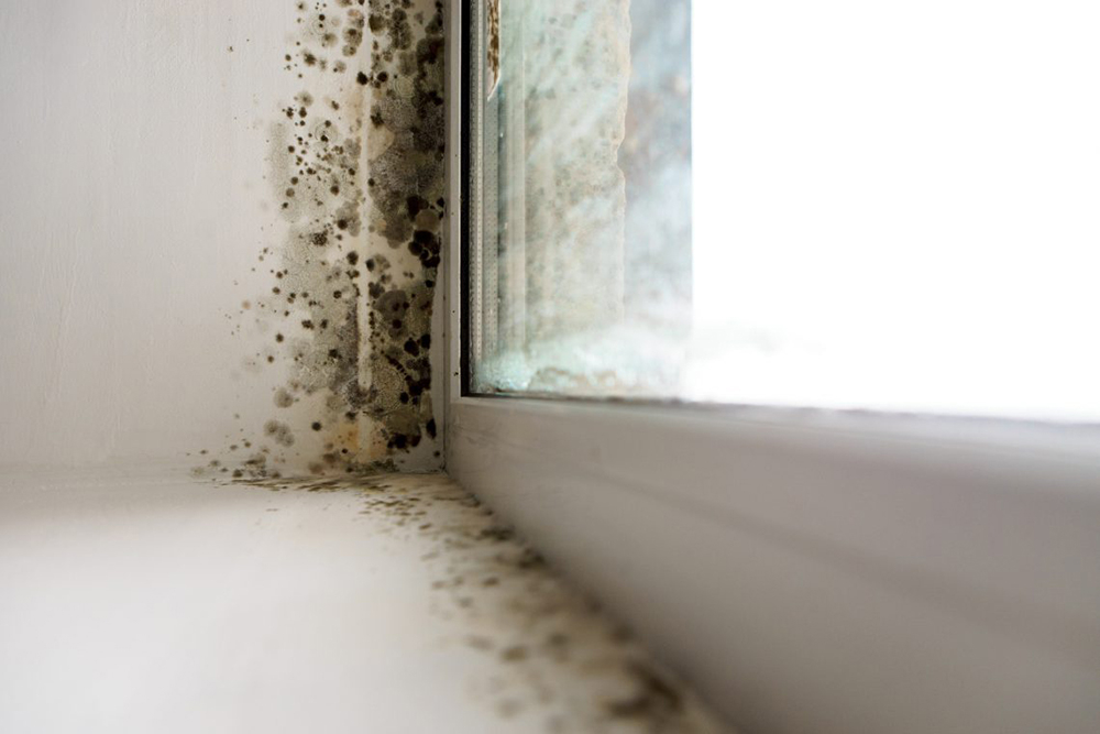 Image of mold