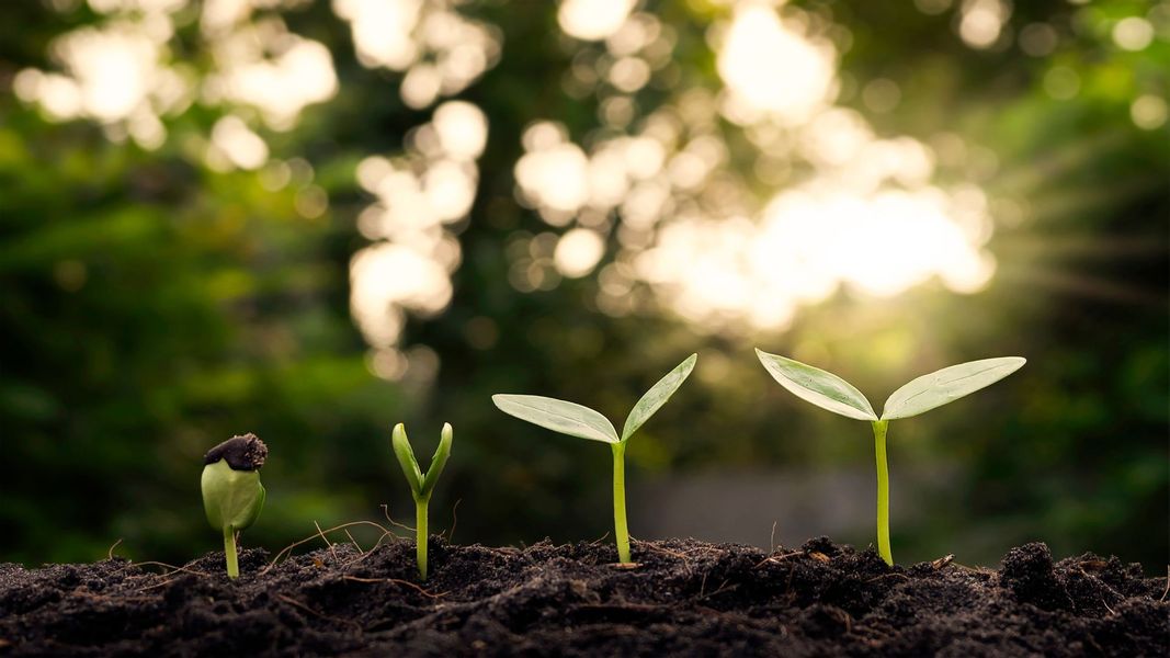 small leaves sprouting from dirt