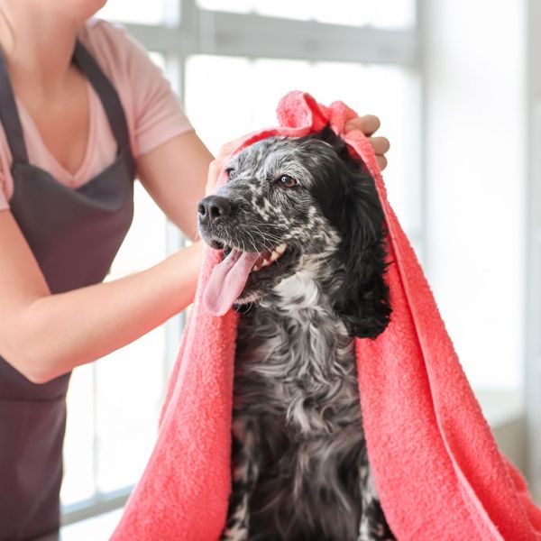 washing dog with towel