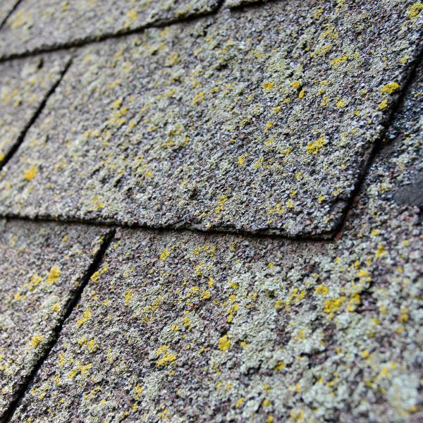 Roof with algae 