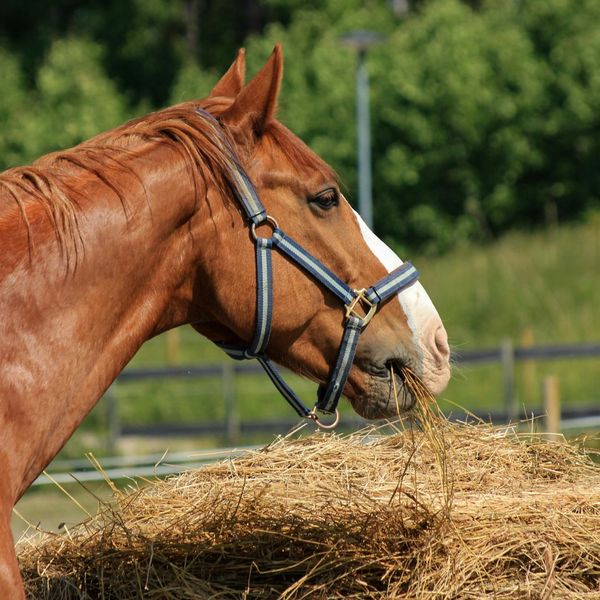 The Role of Fiber in Equine Nutrition.Image2.jpg