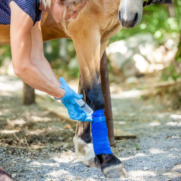 Person tending to a horse's injured leg