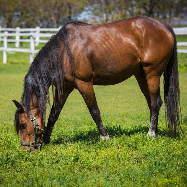 Horse eating grass