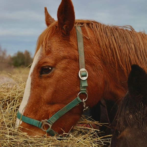 The Importance of Regular Feeding Time for Horses - 1.jpg