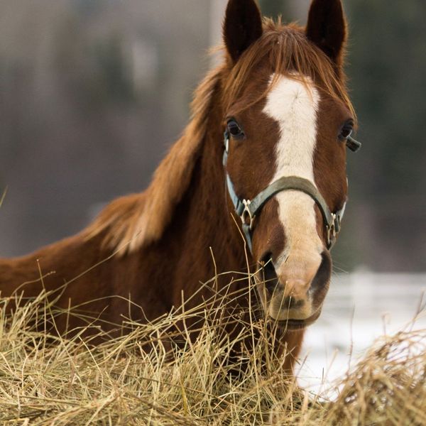 Horse eating hay