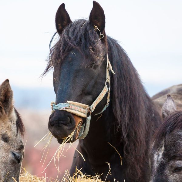 Horse eating hay. 