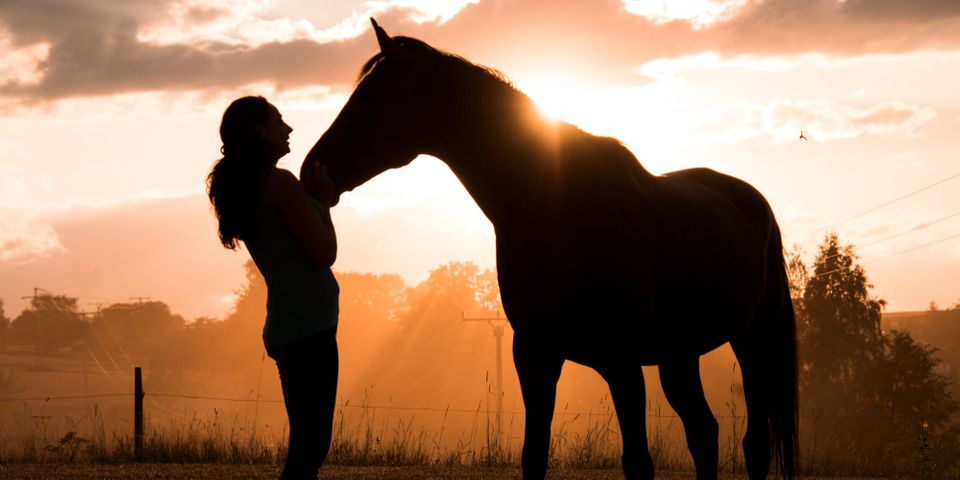 How to Transition Your Horse to an Automatic Feeder.jpg