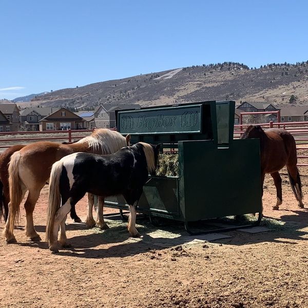 horses feeding