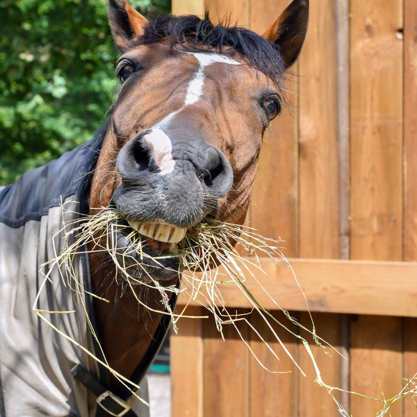 5 Reasons to Use an Automatic Forage Feeder for Your Horse AUTOMATIC