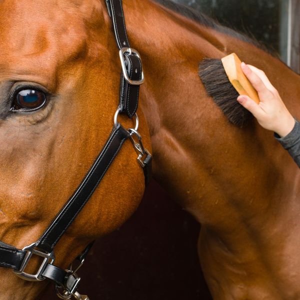 Horse being brushed