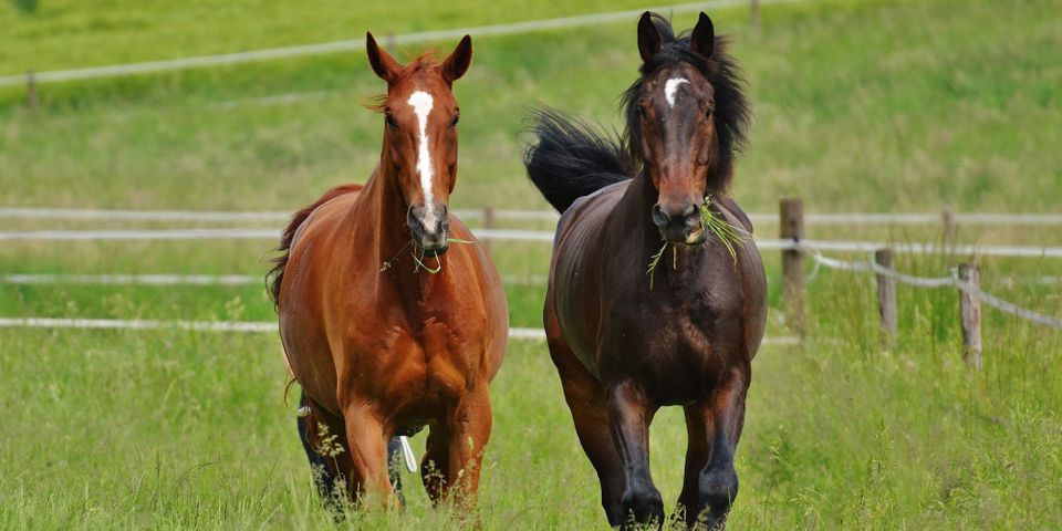 Why HayBox Feeder is the Smart Choice for Horse Health and Well-Being - Hero.jpg