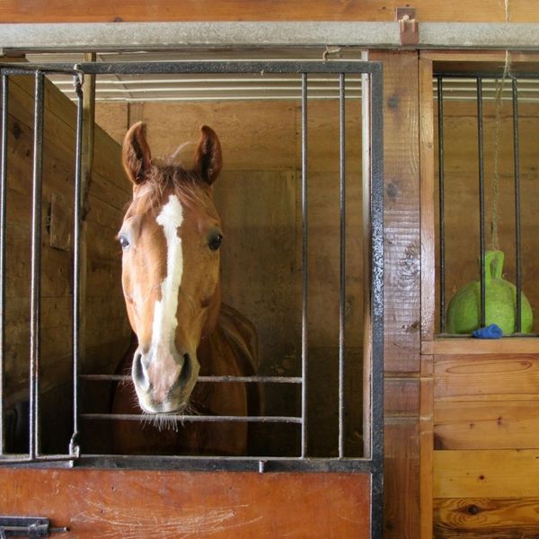 image2 - How HayBox Makes Horse Feeding a Breeze.jpg