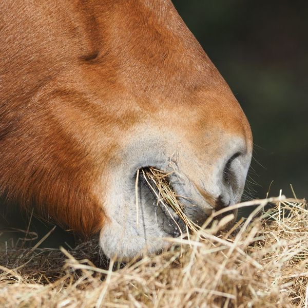 Advantages of Using an Automatic Forage Feeder  -image1.jpg