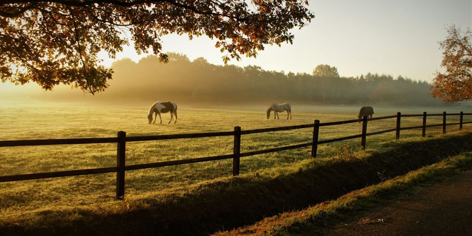 The Role of Fiber in Equine Nutrition.Hero.jpg