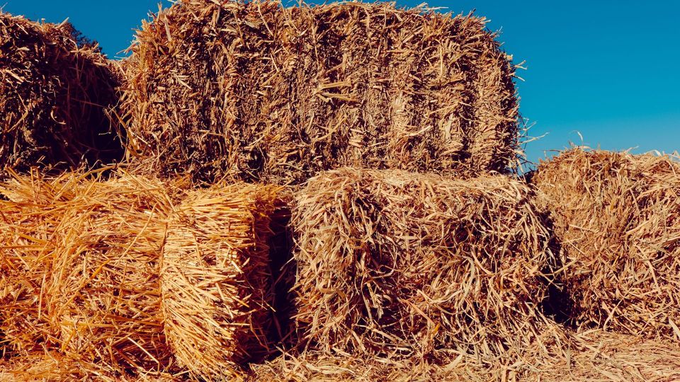 Stacks of hay. 