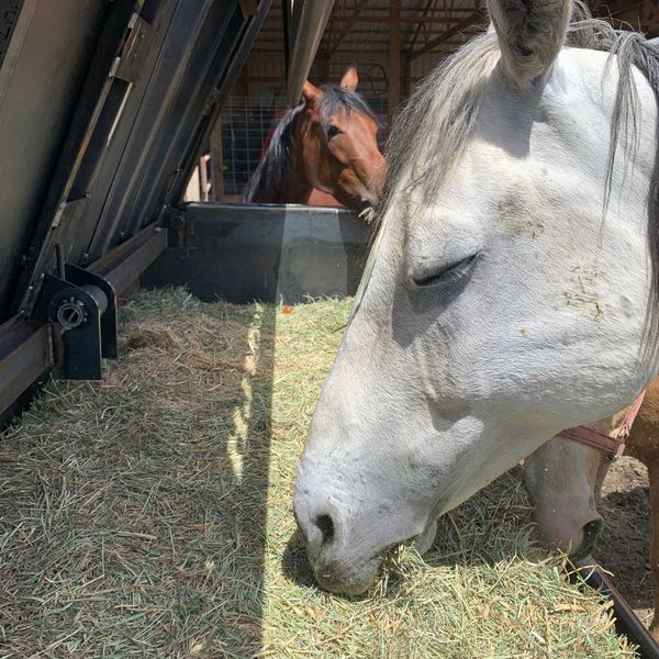 horse eating hay