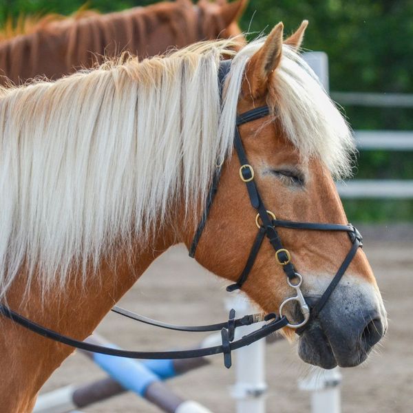 horse closing its eyes