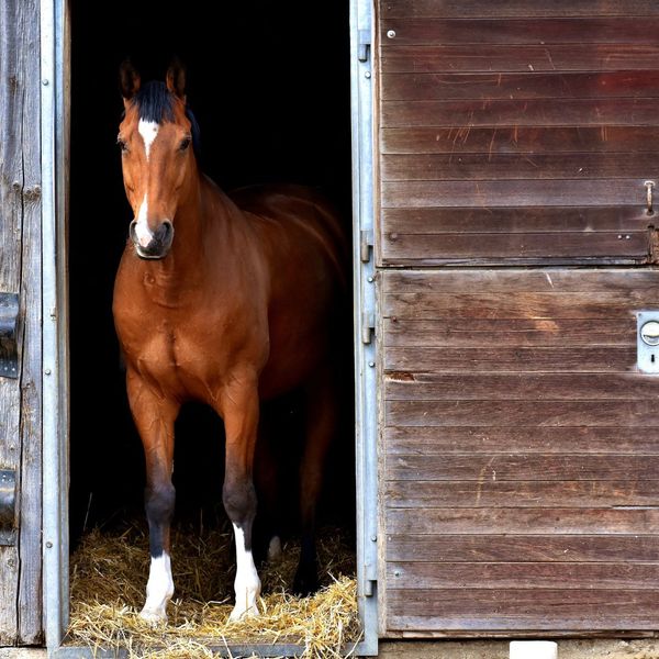 image3 - The Benefits of Feeding Horses with the HayBox Automatic Feeder.jpg