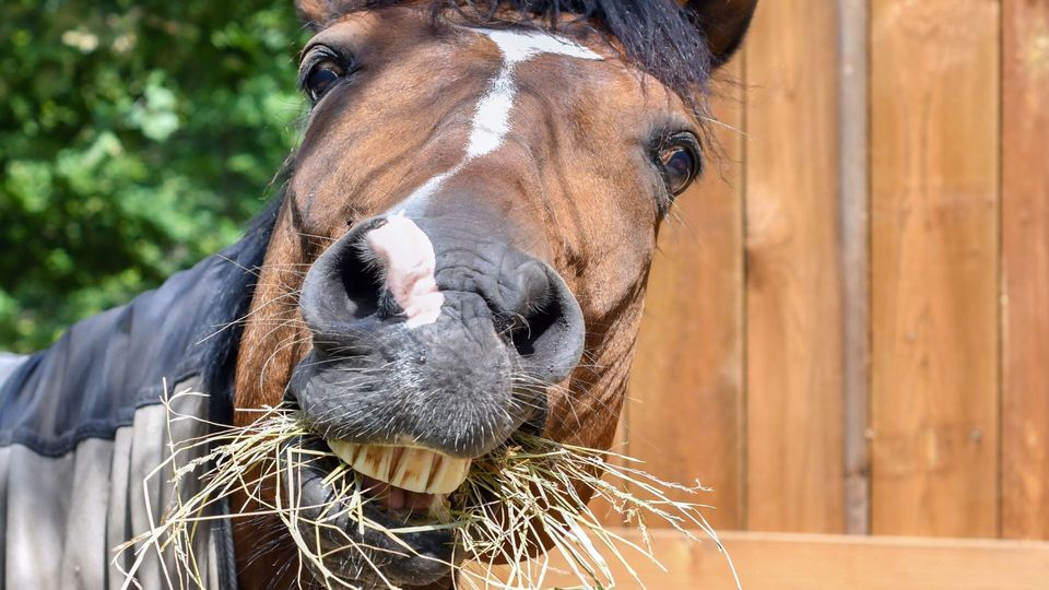 horse chewing hay