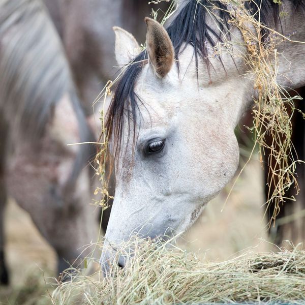 Horse leaning down to eat hay. 