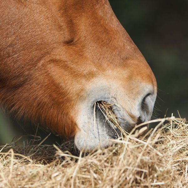 closeup of horse eating