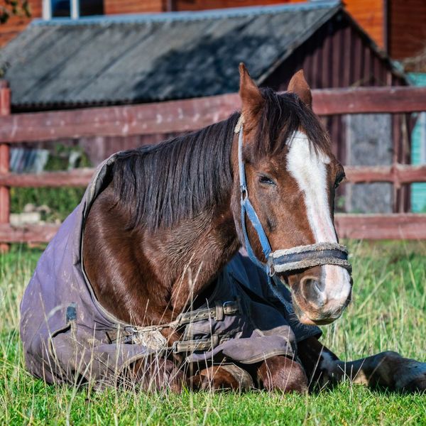 Sick horse lying on the ground wearing a horse blanket