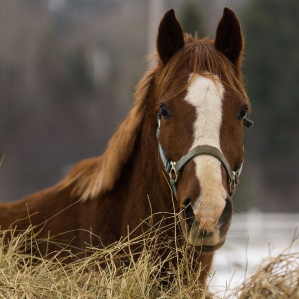 horse with hay 