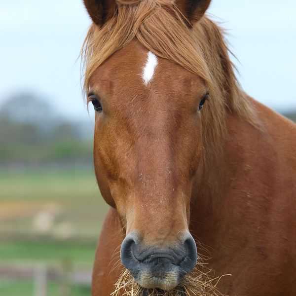 Horse eating hay. 