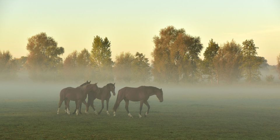 The Importance of Regular Feeding Time for Horses - hero.jpg