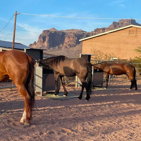 The Importance of Regular Feeding Time for Horses - 3.jpg