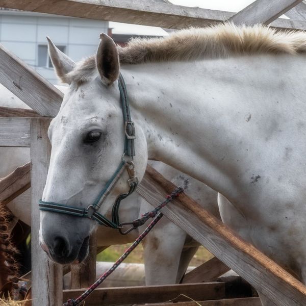 Pretty white horse. 