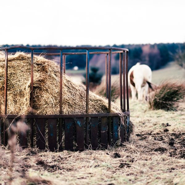 Hay feed for horses