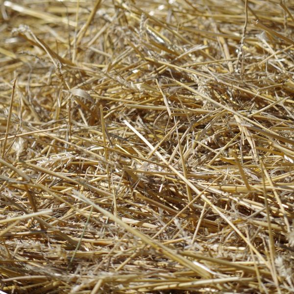 Closeup of hay